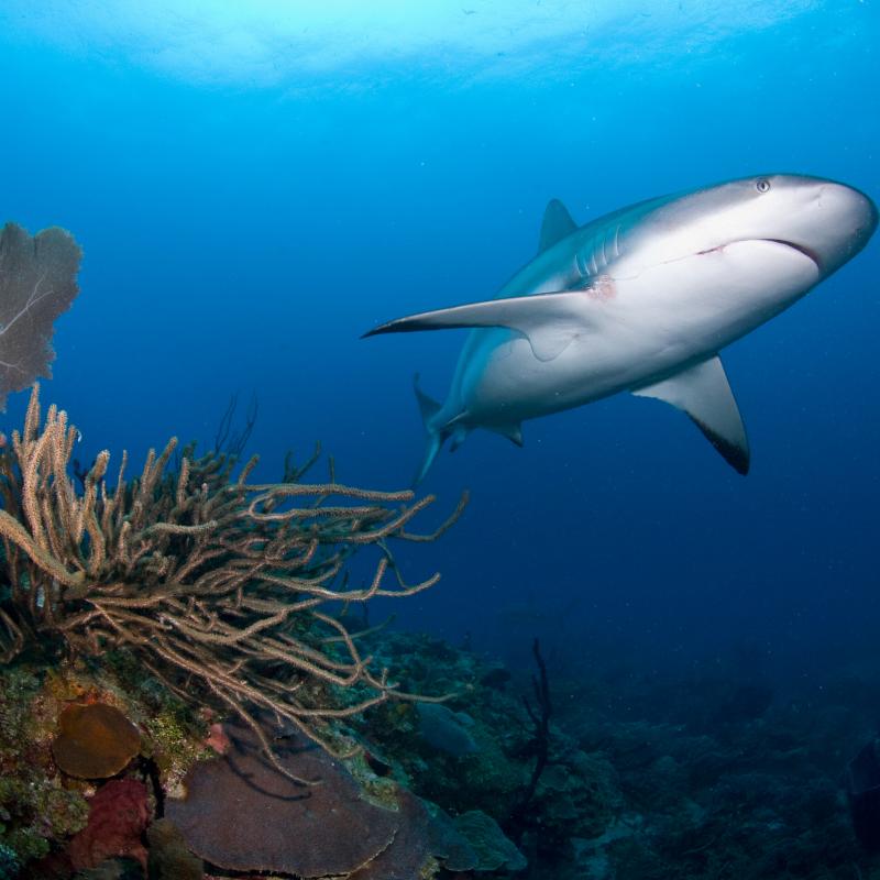 Caribbean Reef Shark with hook and fishing line. Roatan, Bay Islands, Honduras, Central America.