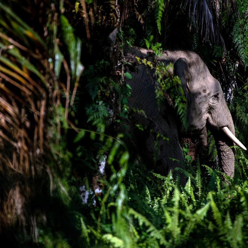 Borneo elephant in the jungle
