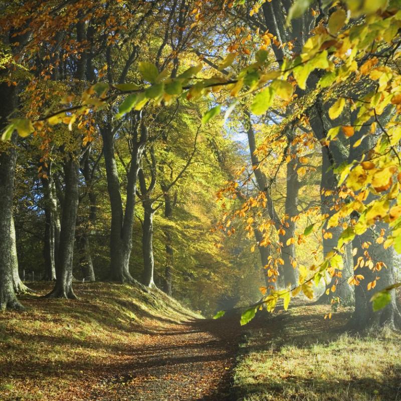 Scottish Woodland