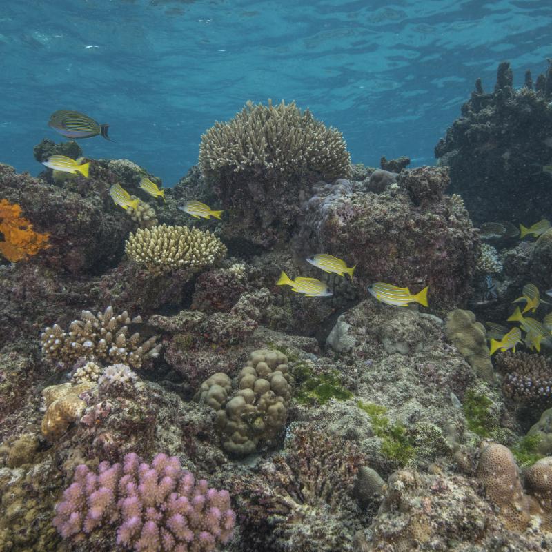 A group of snappers among a coral bommie situated among the shallow inner reef sites around the RaviRavi passage