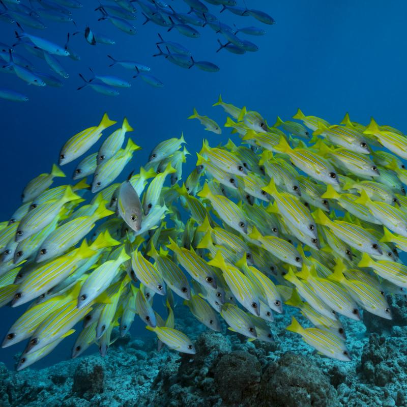 Seabed, coral reefs, Indian Ocean