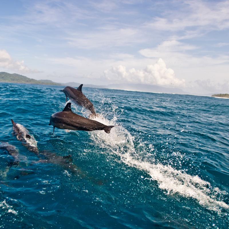 Spinner dolphins swimmming off the coast of Tetepare, Solomon Islands.