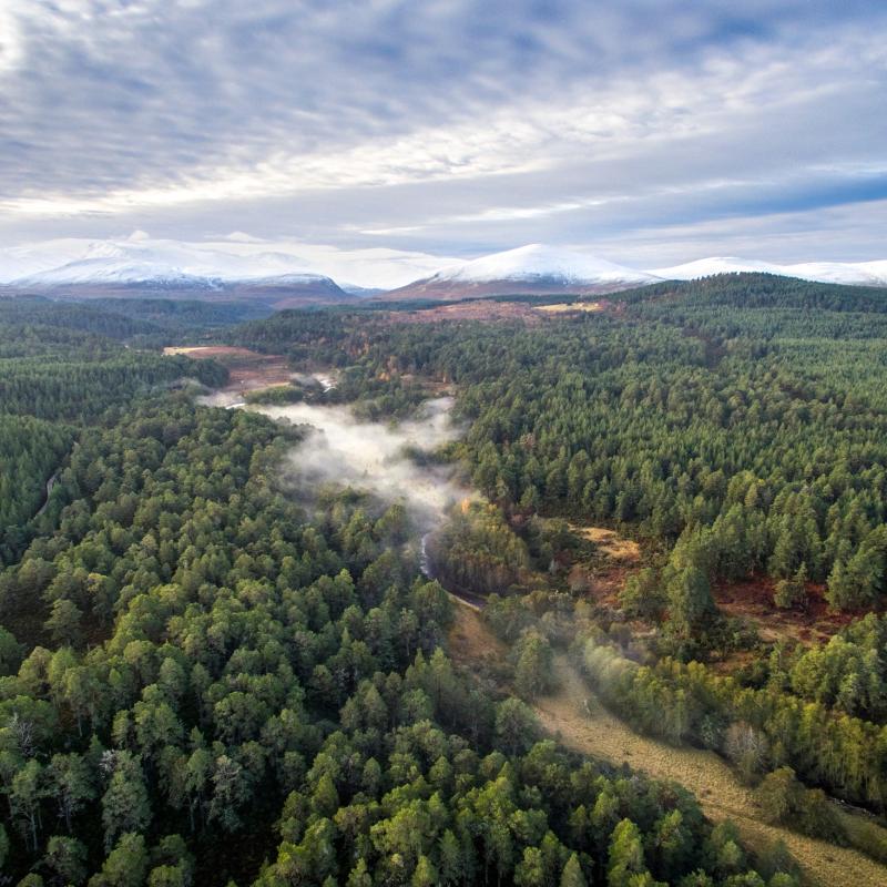 Aerial view above Abernethy pine forest with the Cairngorm mountain range behind. Cairngorms National Park, Scotland 
