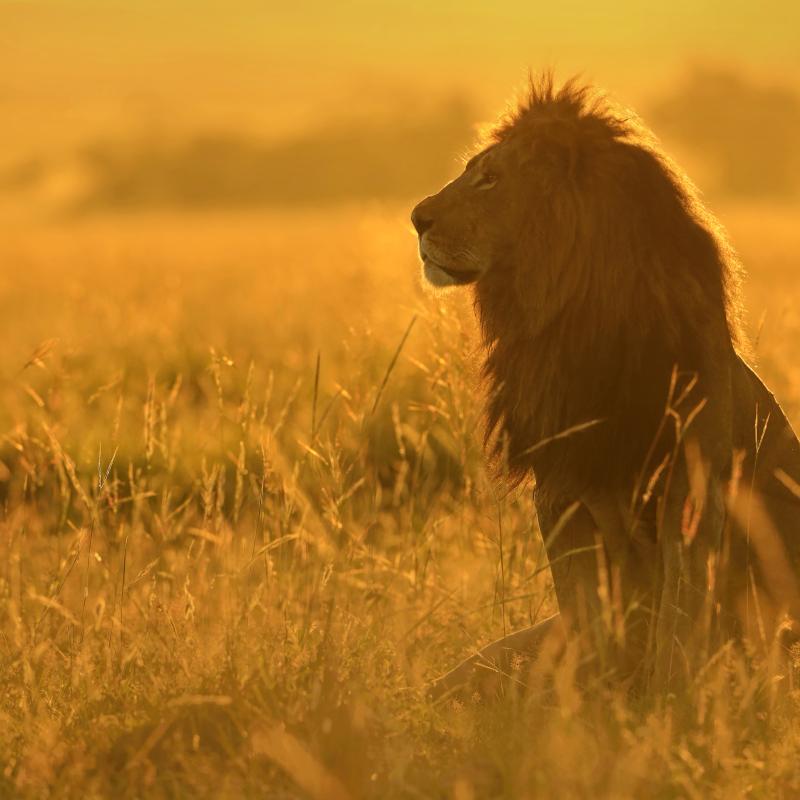 African Lion