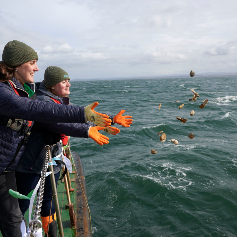 Caitlin and Emmy throwing native oysters off the side of a boat into the Firth of Forth.