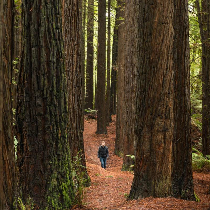 Woman walks through Californian Red Woods