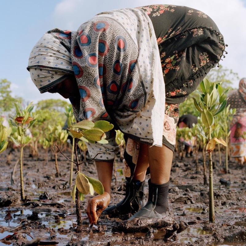 Women of the Mtangawanda Mangrove Restoration Women Group planting mangroves in Lamu County, Kenya. Ever since the women started planting the first hatchlings in 2018, they have planted more than 61.000 mangroves and were able to restore an additional 100 hectares through natural regeneration. The project was started by The Nature Conservancy, Northern Rangelands Trust (NRT), Kenya Forest Service (KFS), Kenya Marine and Fisheries Research Institute (KMFRI).