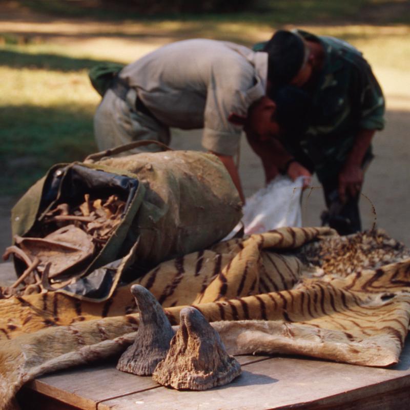 Confiscated rhinoceros horns, tiger skin and bones Chitwan National Park, Nepal