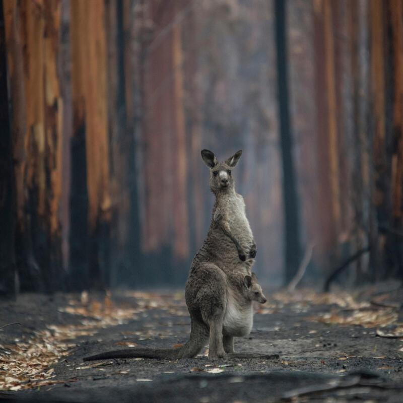 A mother Eastern grey Kangaroo in the burnt trees