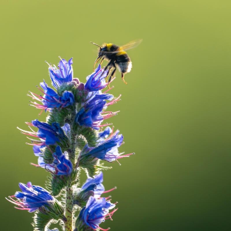 Bumblebee landing on a tall blue wildflower in Norfolk, UK.