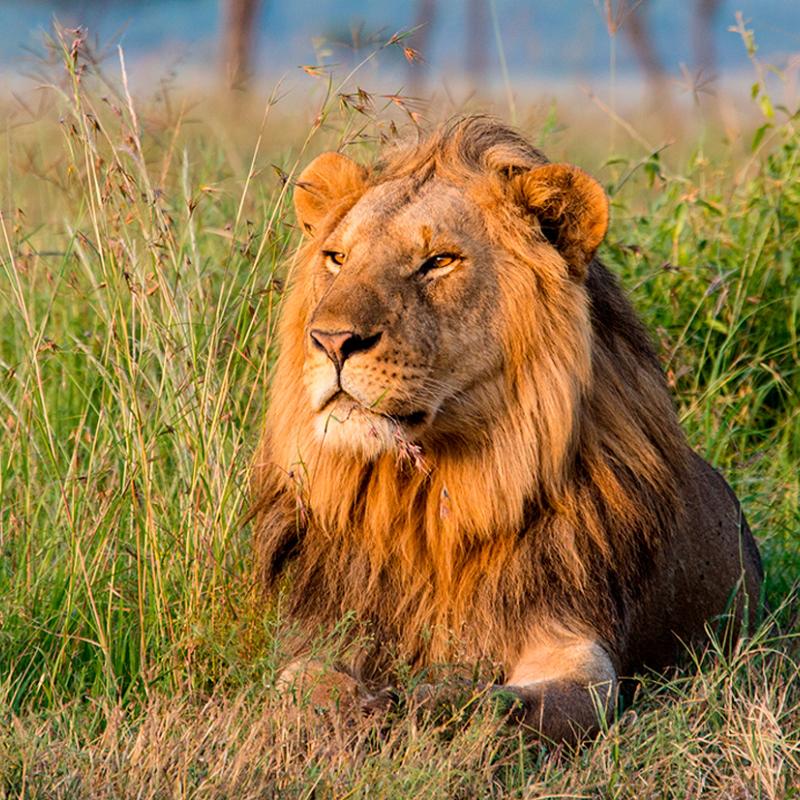 Lion lying down