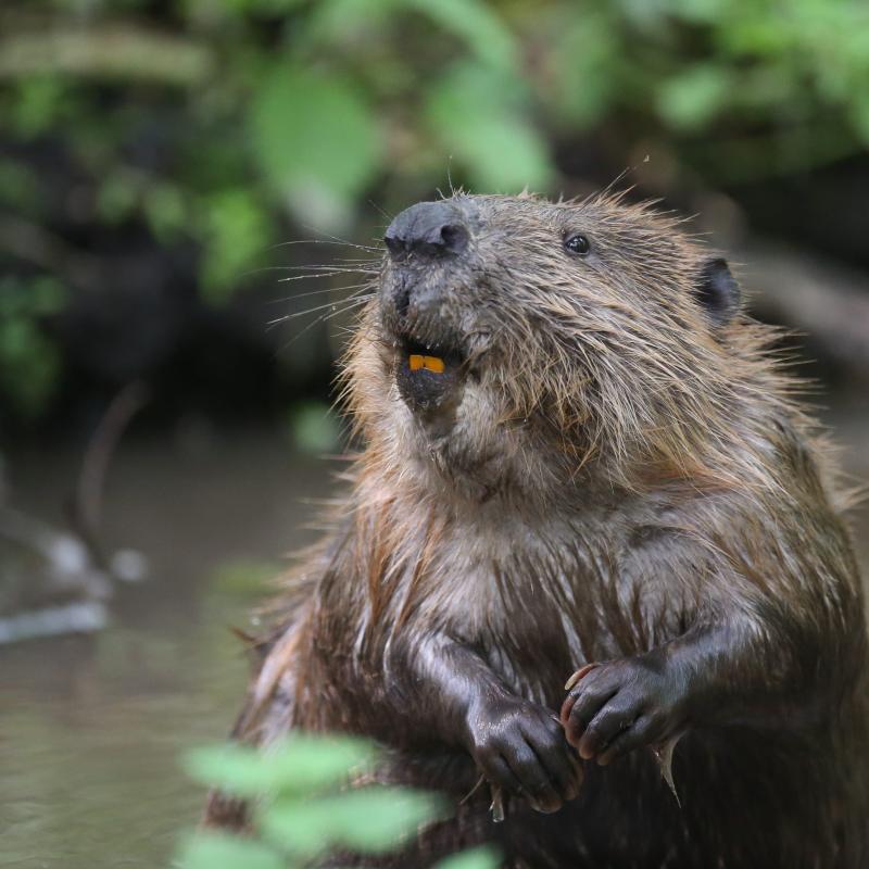 Beaver in water. River Glaven, North Norfolk, UK.