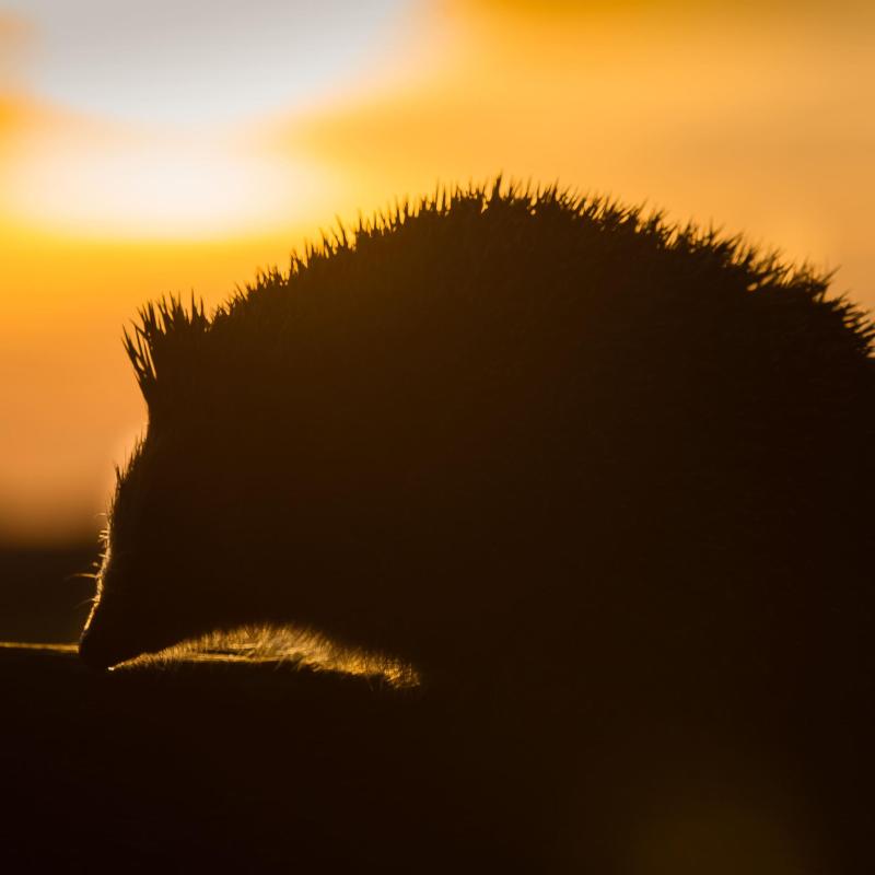 Silhouette of a hedgehog during dusk