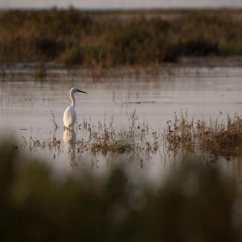 Egret fishing.