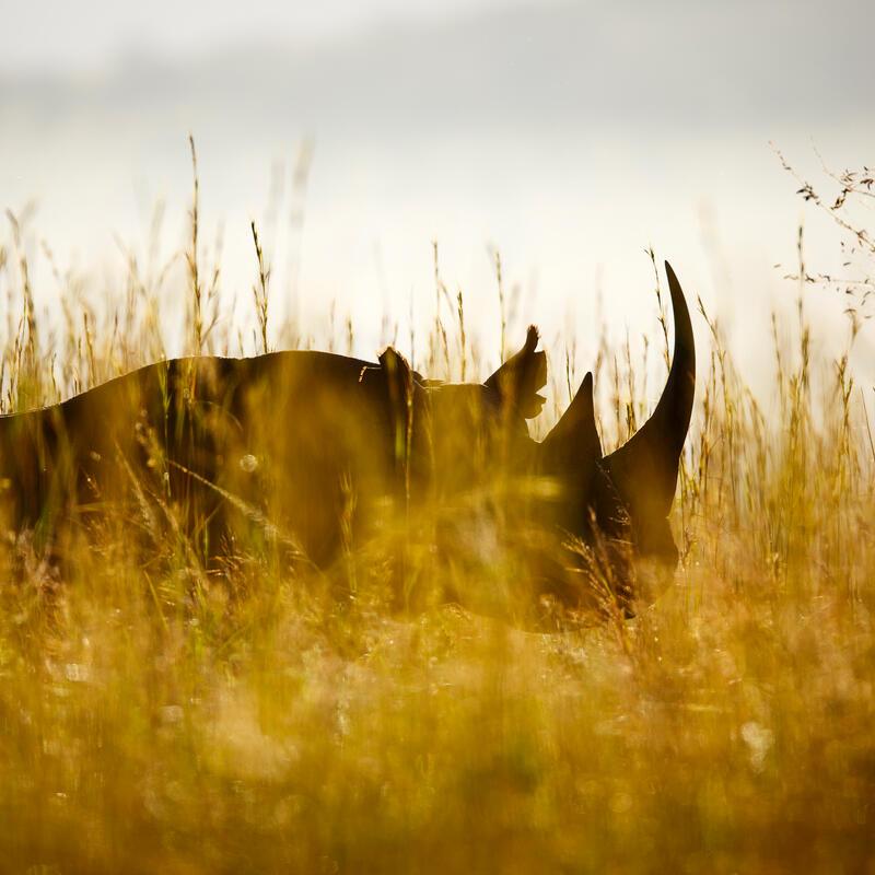 Black Rhino in Africa hidden amongst the surrounding's
