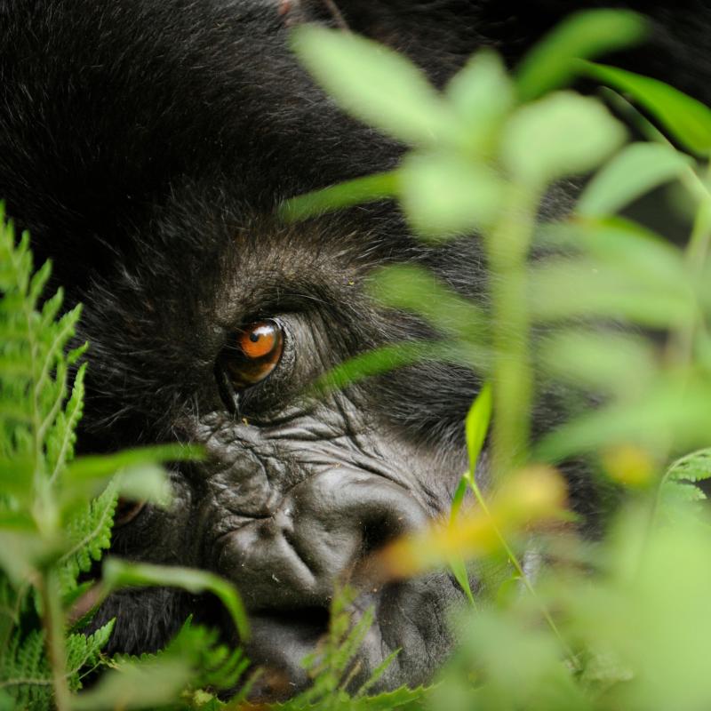 Mountain gorilla (Gorilla beringei beringei) close up of eye, Volcanoes NP, Virunga mountains, Rwanda