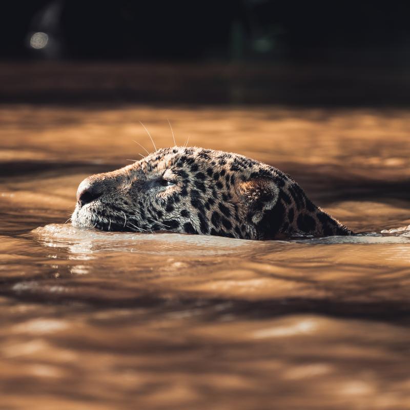 Jaguar swimming in Brazilian Pantanal 