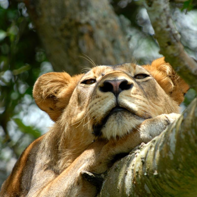 Lion in tree in Uganda