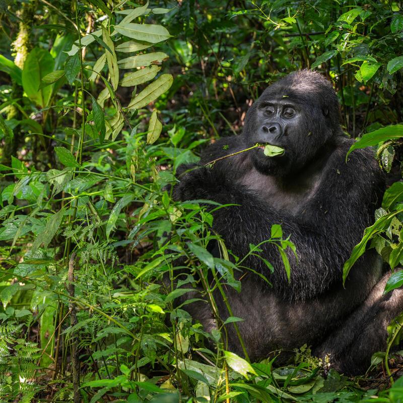 Tabu, the second silverback of the Nkuringo group National Park, Uganda