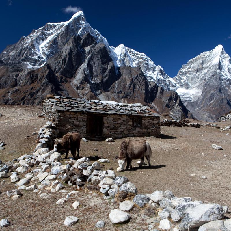 Farmed livestock in the Himalayas Nepal