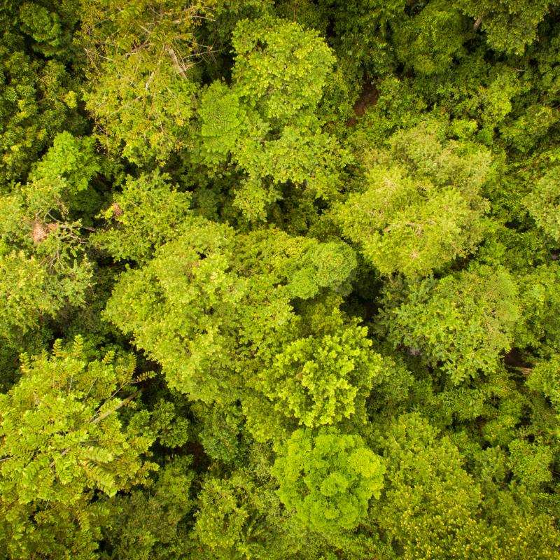 Ariel view of forest canopy Bukit Piton 