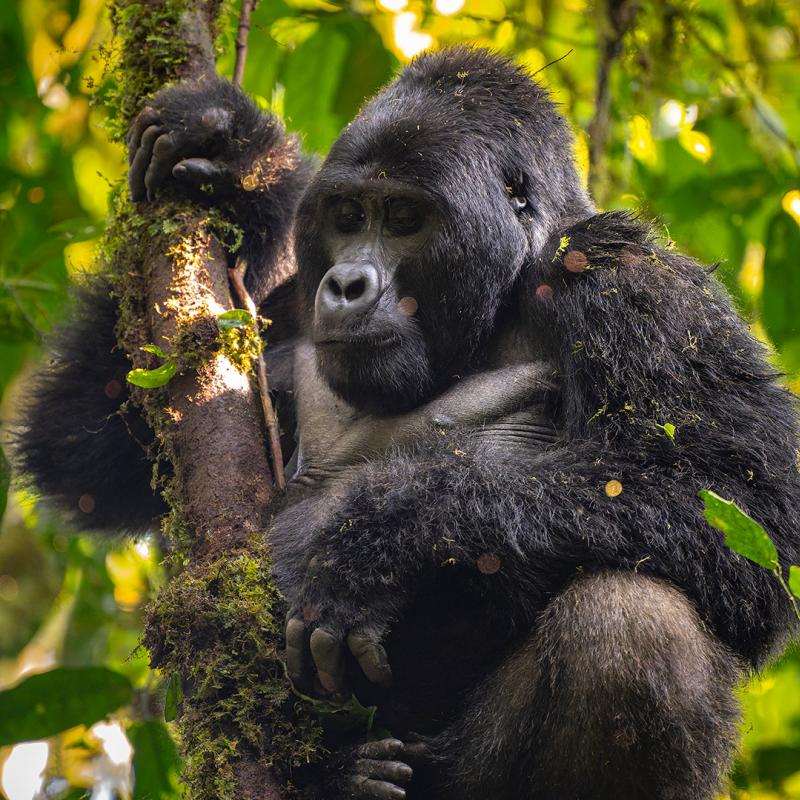 Gorilla Desktop Wallpaper