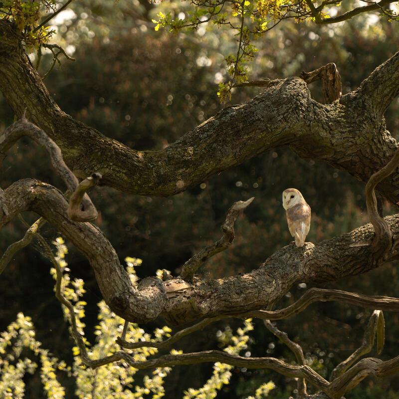 Barn owl (Tyto alba) hunting on Stiffkey Marsh. Stiffkey, North Norfolk, UK
