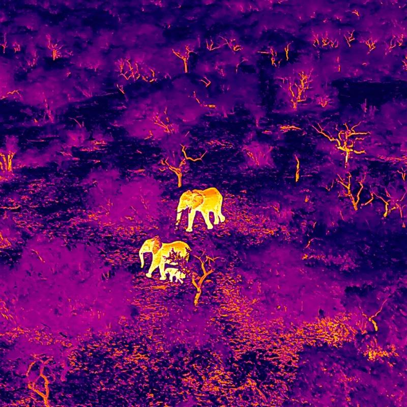 Drone footage of elephants thermal camera 