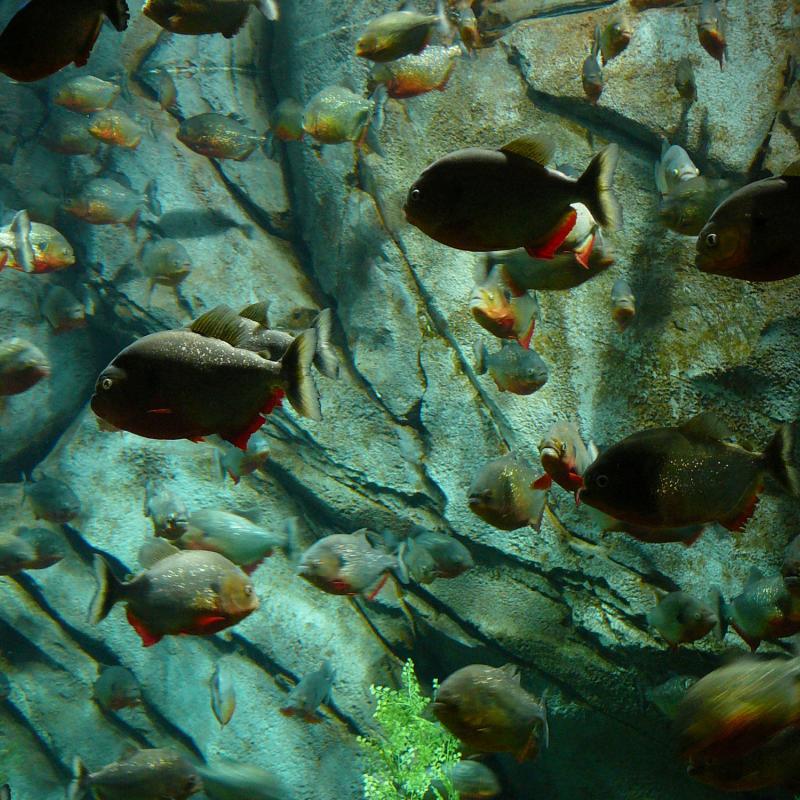 The Amazon Rainforest WWF