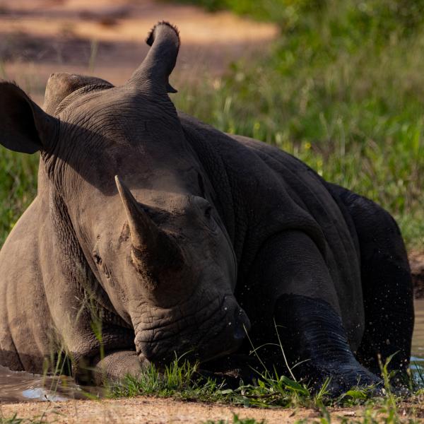  In the harsh African sun, this white rhino decided to squeeze it's large body into a small water hole and bath.
