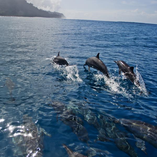 Spinner dolphins swimming off the coast of Tetepare, Solomon Islands.