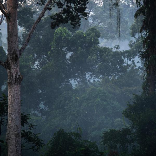 Jungle Canopy in Borneo