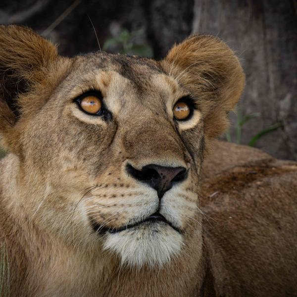 Lioness looking up