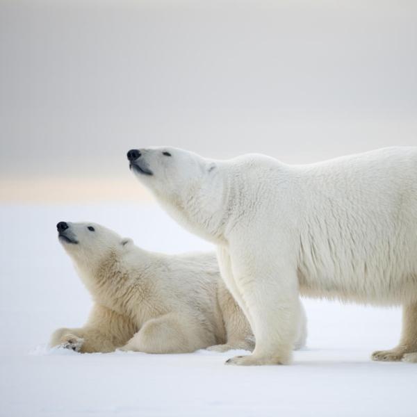 2 Polar bear in Alaska 