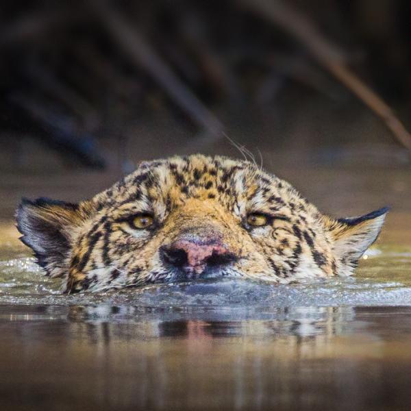 A jaguar emerges from a river in Latin America