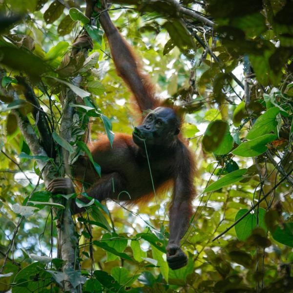  Bornean Orangutan