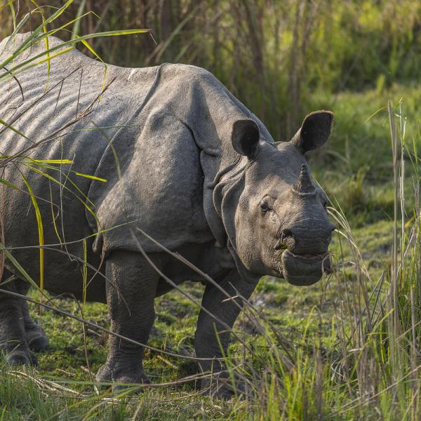 Greater one-horned Rhino (Rhinoceros unicornis) Kaziranga Tiger reserve, India.