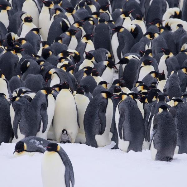 Emperor penguins (Aptenodytes forsteri), taken by Natacha Planque, researcher at Dumont d’Urville research station, Pointe Géologie archipelago, Antarctica, led by the Centre d’Etudes Biologiques de Chizé and supported by WWF.