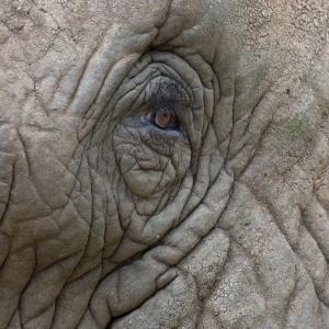 Elephant collaring in the Mara Ecosystem, Kenya | WWF