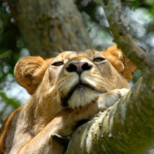 Lion in a tree