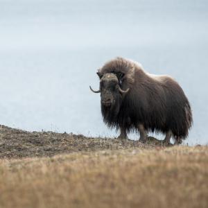  Musk Ox