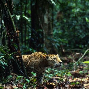 Learn about the Amazon rainforest | WWF Learn about the Amazon rainforest | WWF