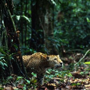 Jaguar in the Amazon rainforest