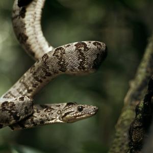 Amazon tree boa