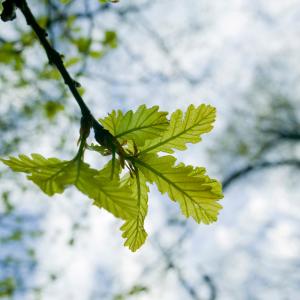 An Oak woodland in spring in Ambleside, UK. As climate change kicks in temperatures are warming and trees are responding by coming in to leaf ever earlier in the season. 