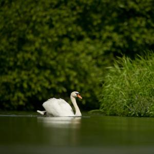 A Mute Swan chilling on a river in the UK