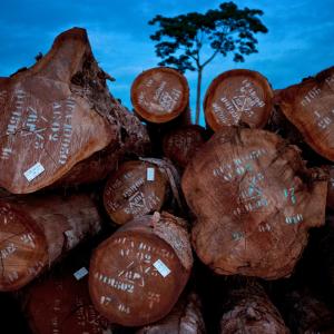 FSC logs, Eastern Province, Cameroon