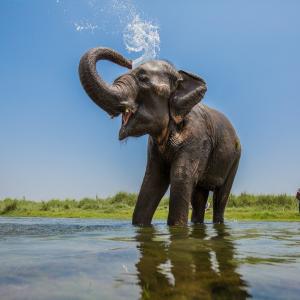 Asian elephant washing itself in a stream