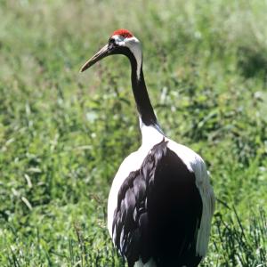 Red-crowned crane