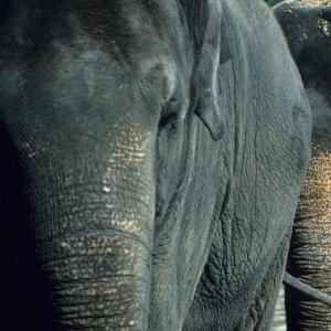 Two Asian elephants